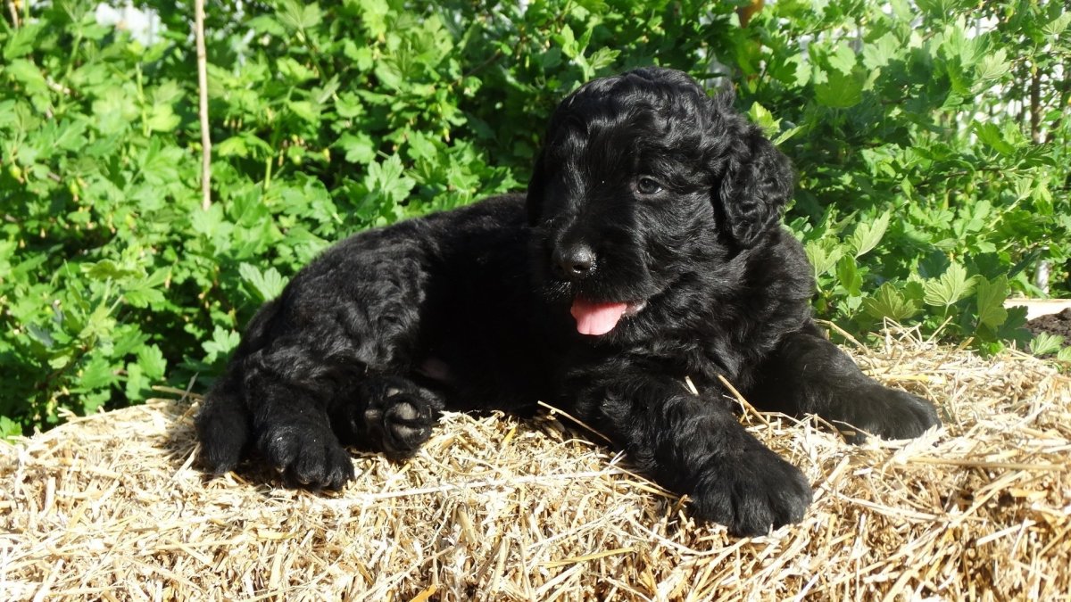 Ирландский терьер черный