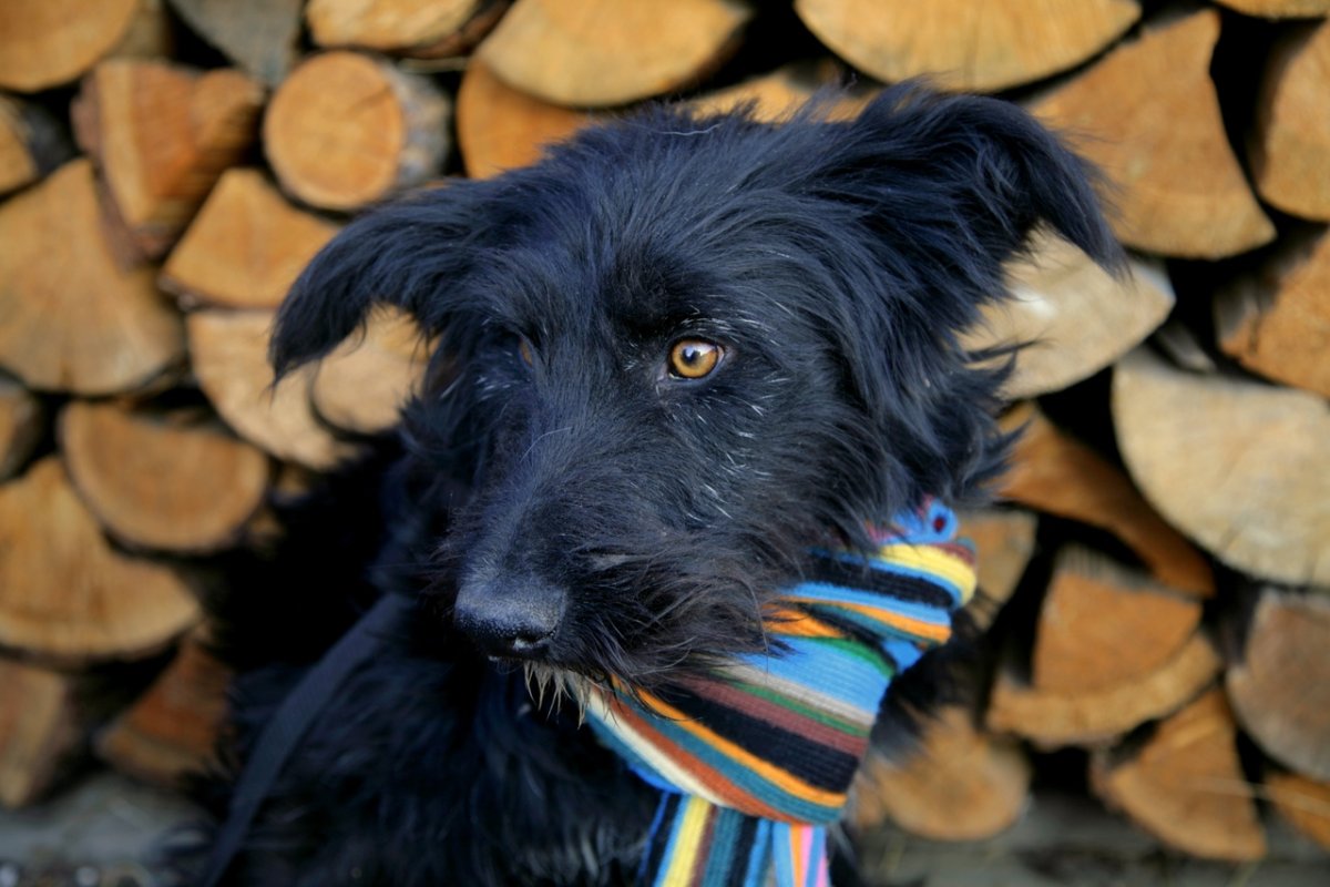 Черный терьер с дворнягой