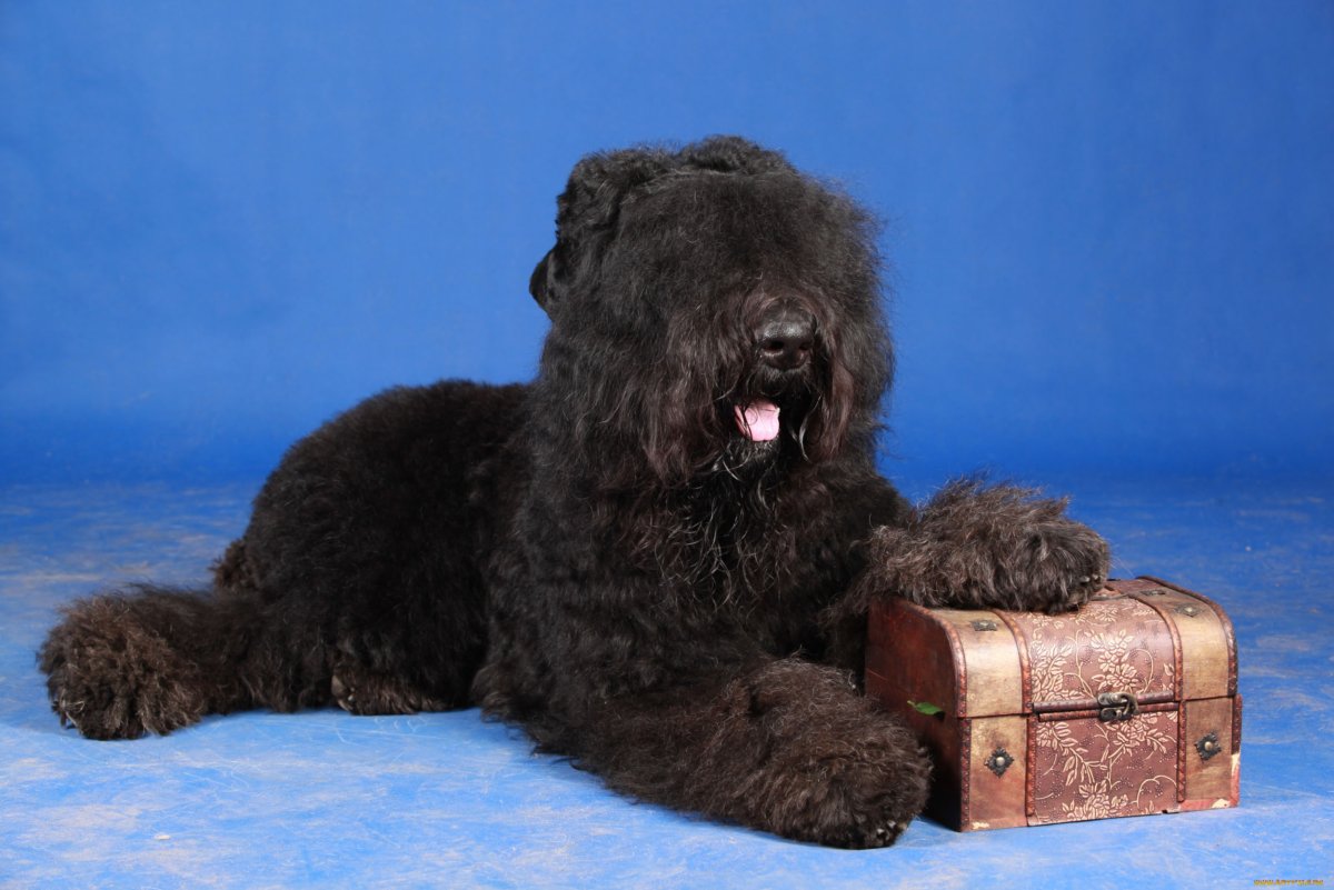 Черныш со щенками