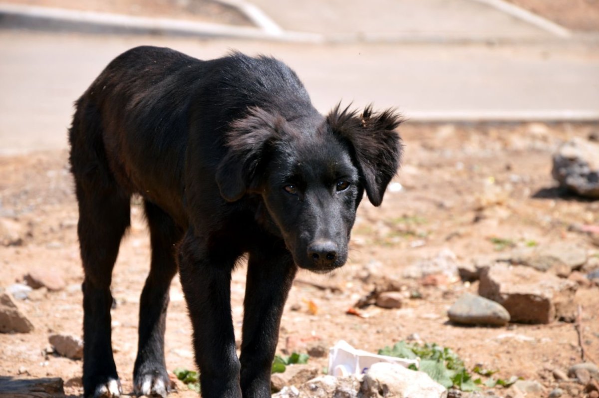 Американский стаффордширский терьер черный