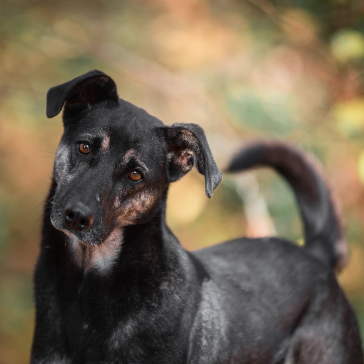 Черныш собака фото