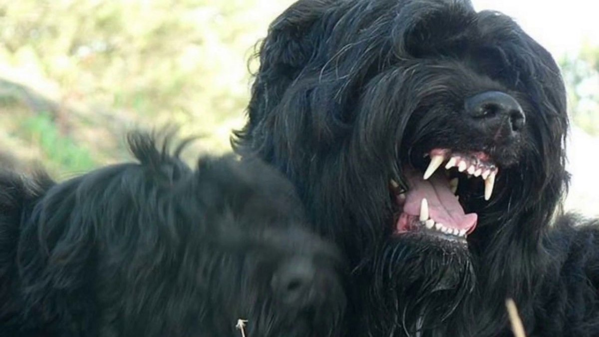 Природа собаки эффект