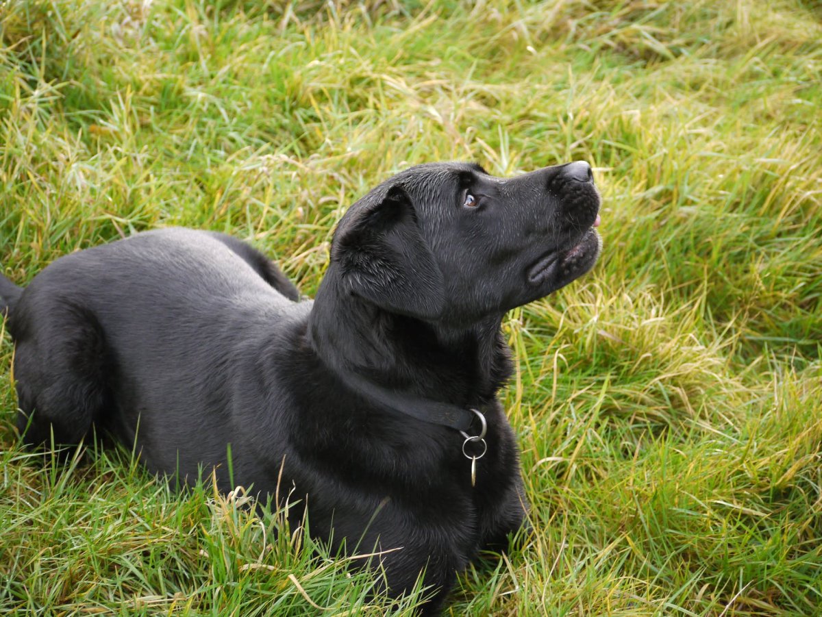 Ретривер черный длинношерстный