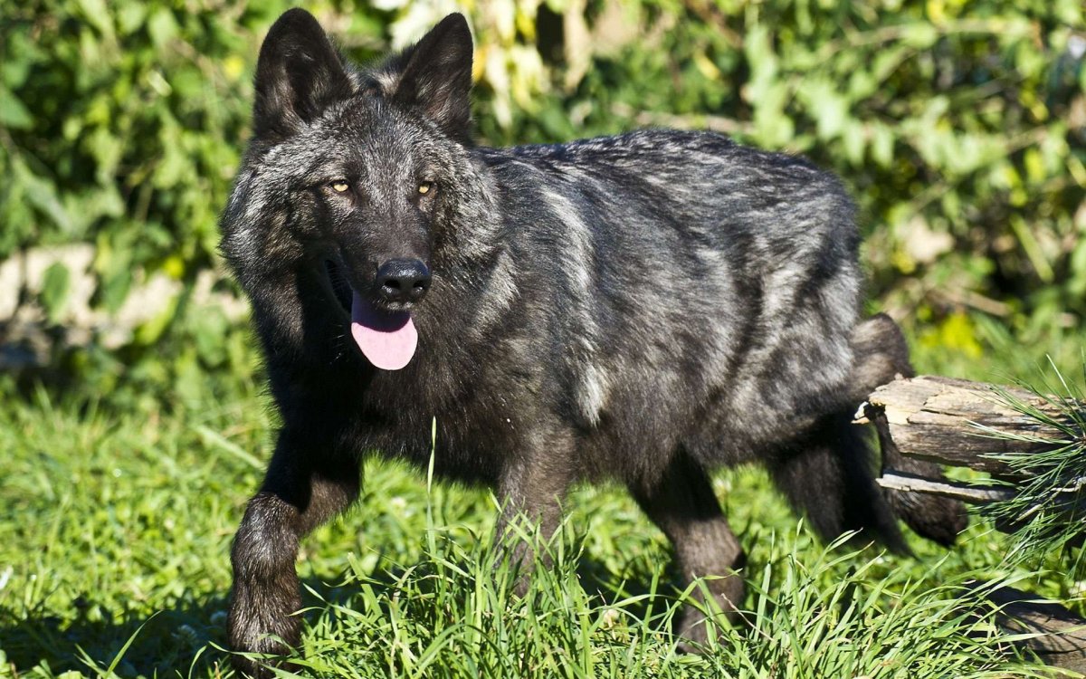 Черная большая собака дворняжка