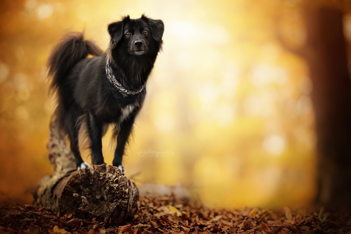 Чёрная немецкая овчарка Эстетика