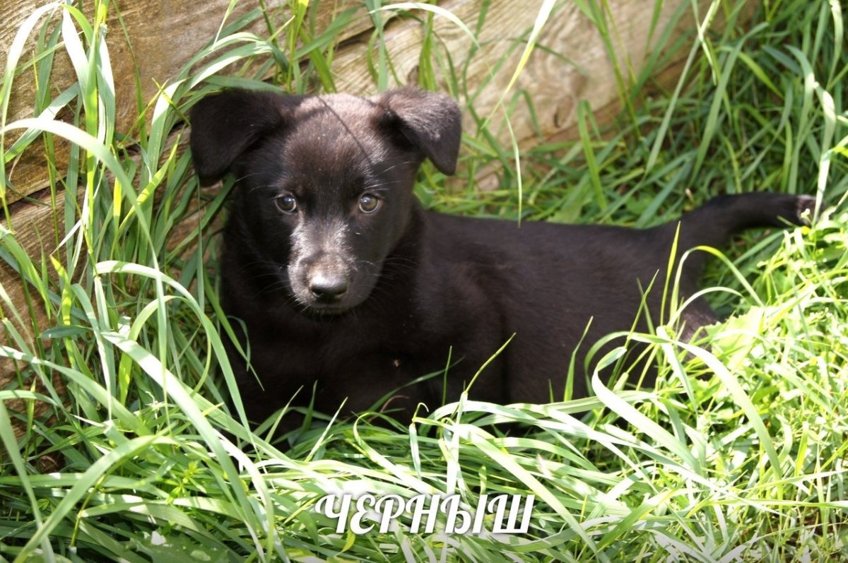 Черныш собака