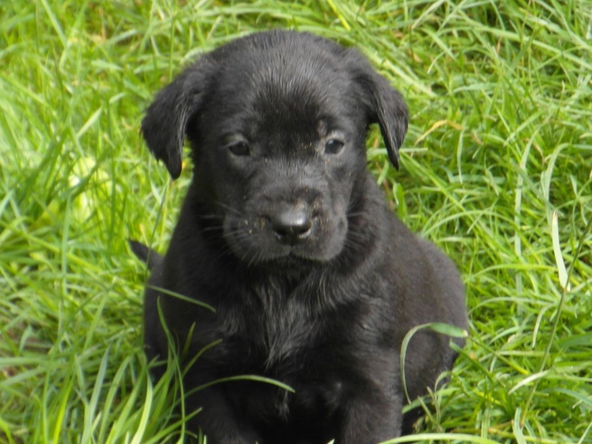 Породная стрижка черного терьера