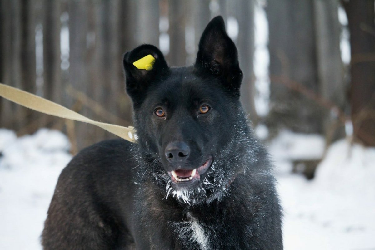 Чапа черная маленькая собака