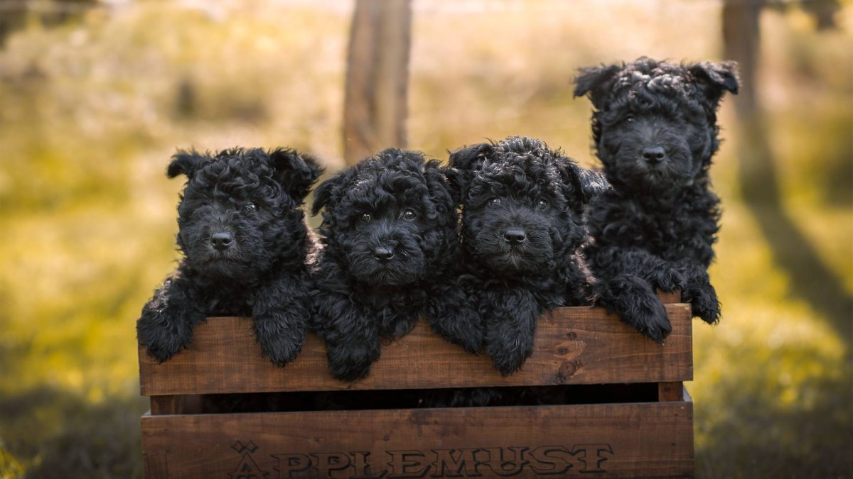 Собака с косыми глазами