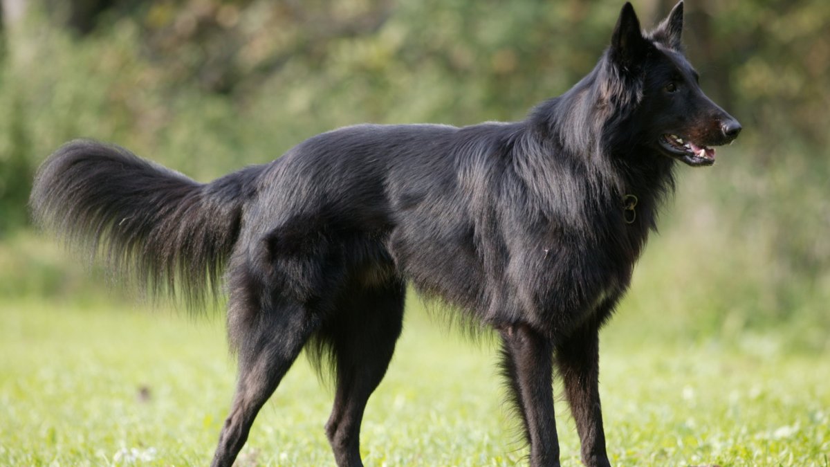 Двортерьер собака черная