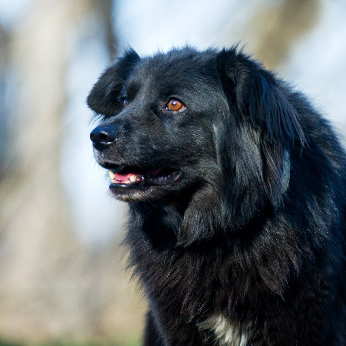 Черныш собака