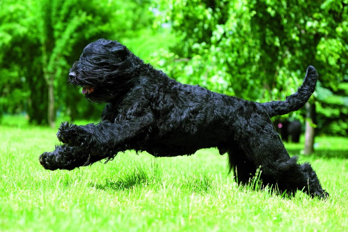 Американскачакита черная