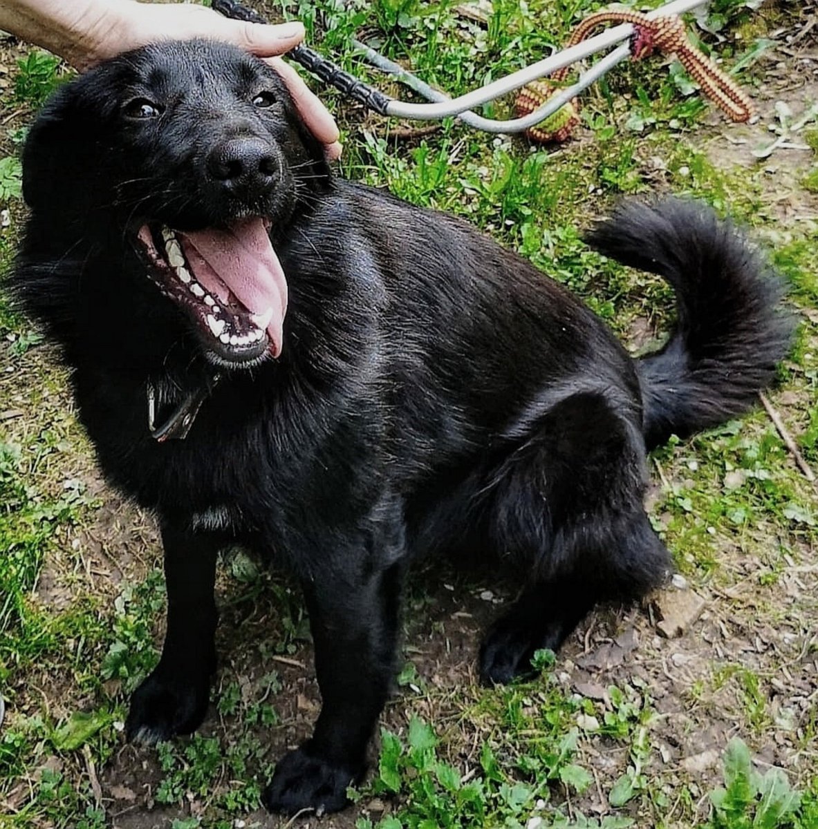 Дворняга собака черная большая