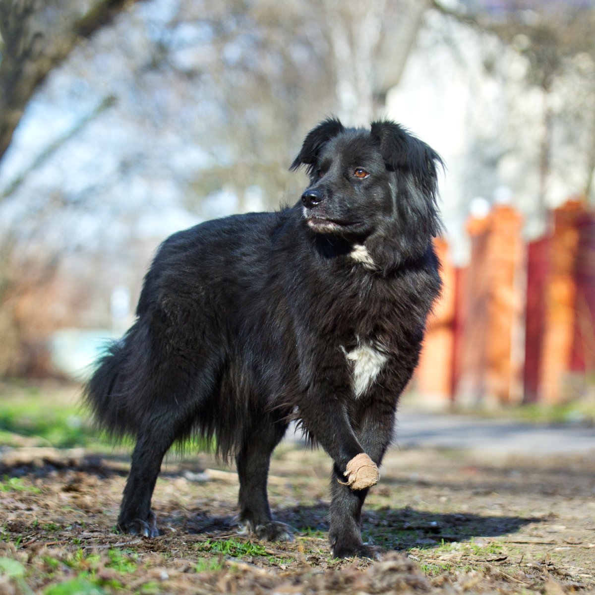 Немецкая овчарка черная короткошерстная