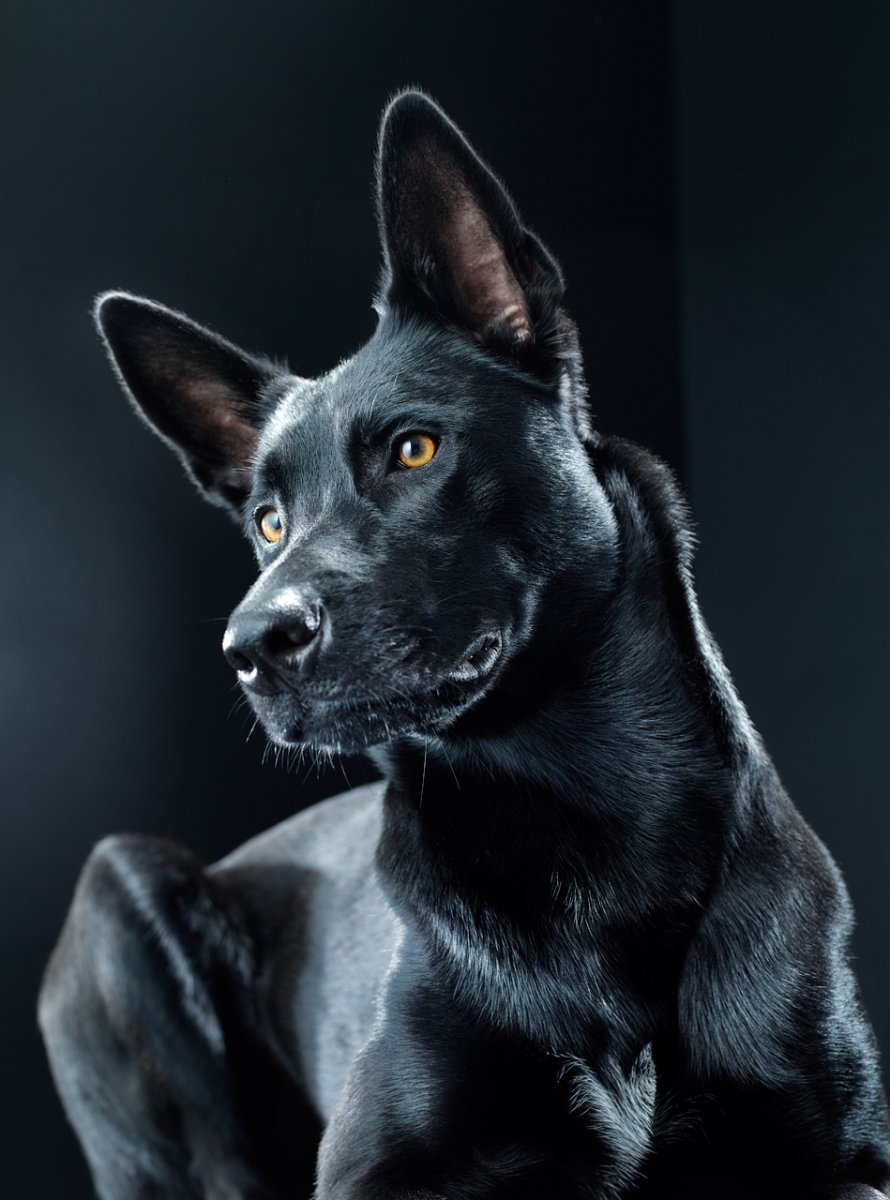 Маленькая черная собака