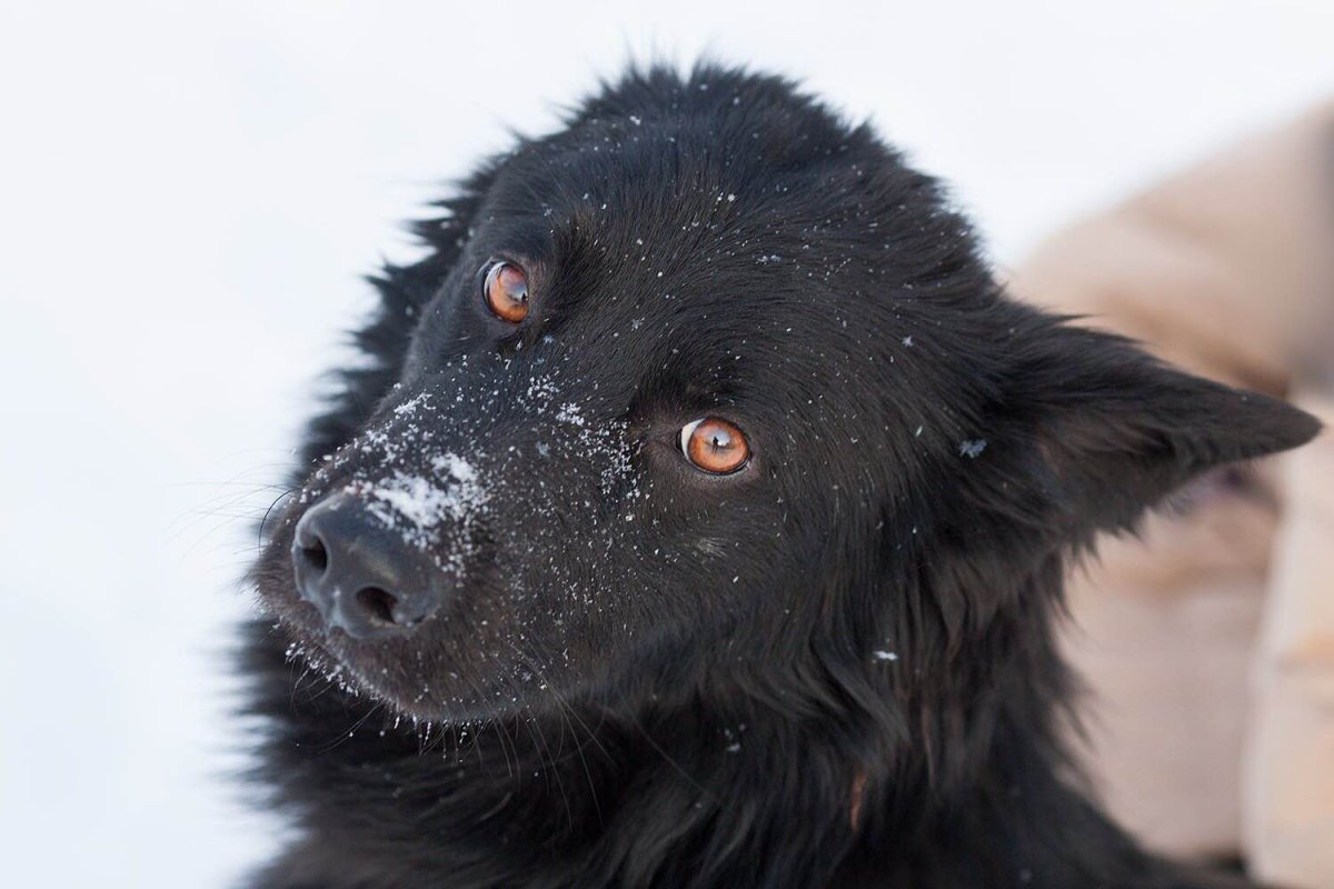 Русский черный терьер