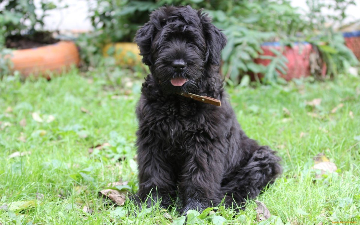 Черный щенок дворняжки