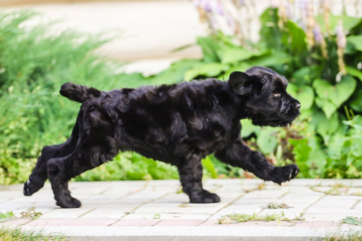 Русский терьер