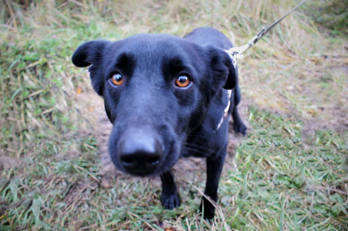 Ризеншнауцер Рой