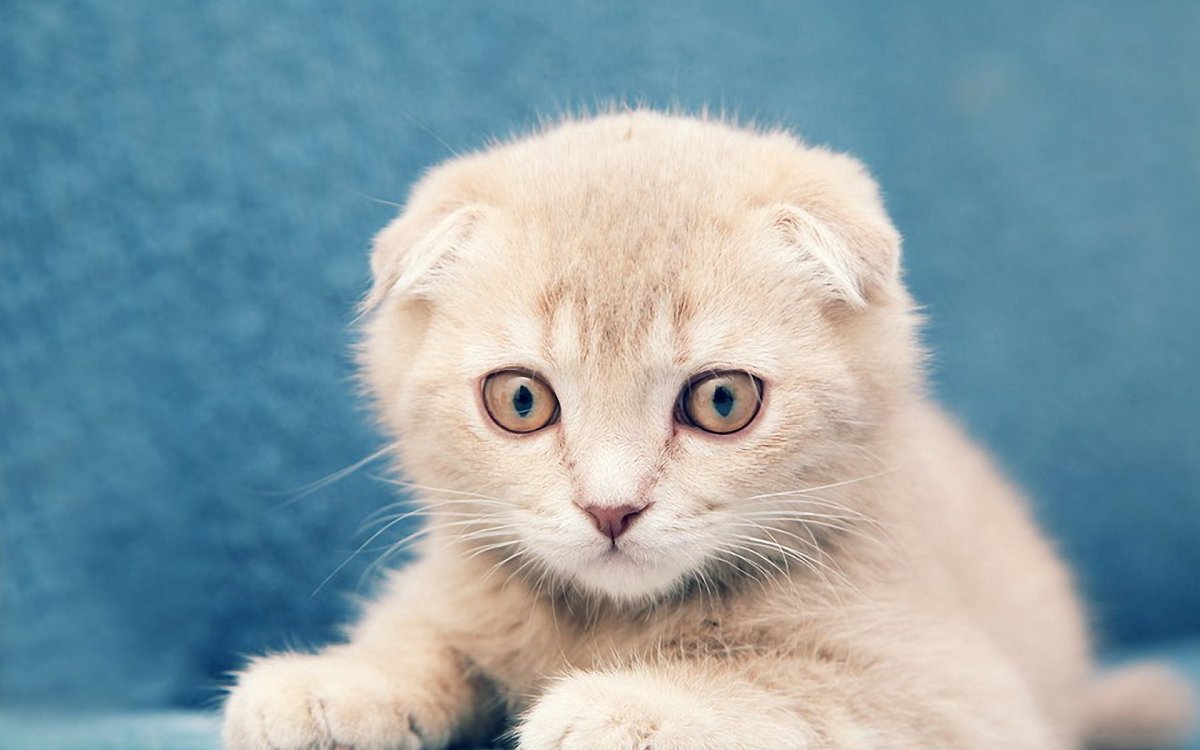 Шотландский вислоухий кот белый