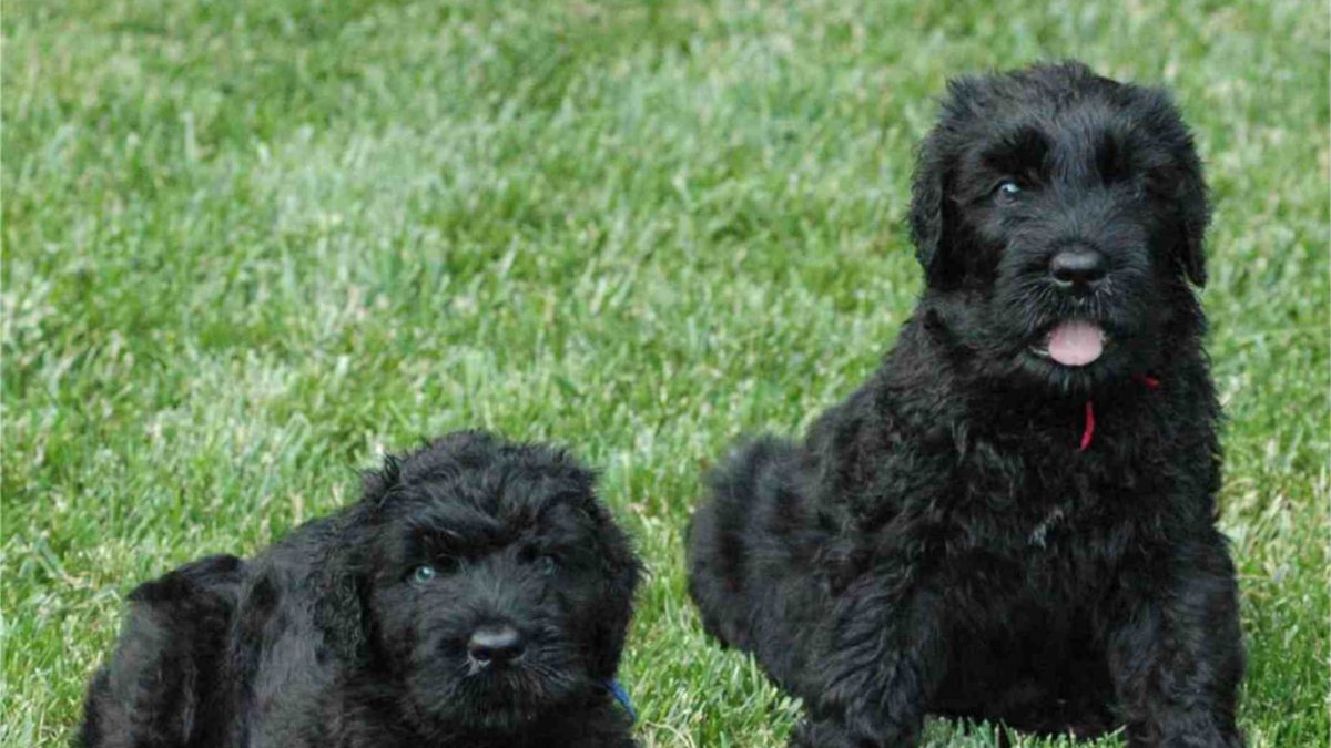 ЛАБРОДОРРЕТРИВЕР черный