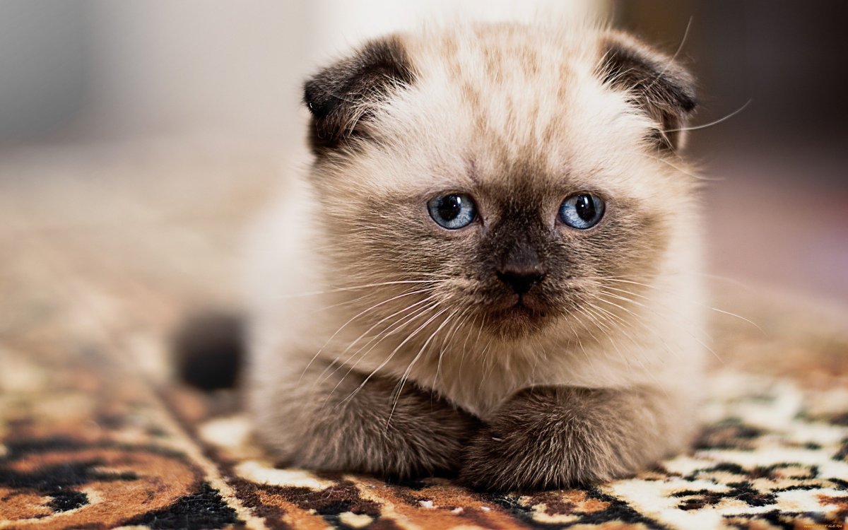 Сиамские вислоухие котята