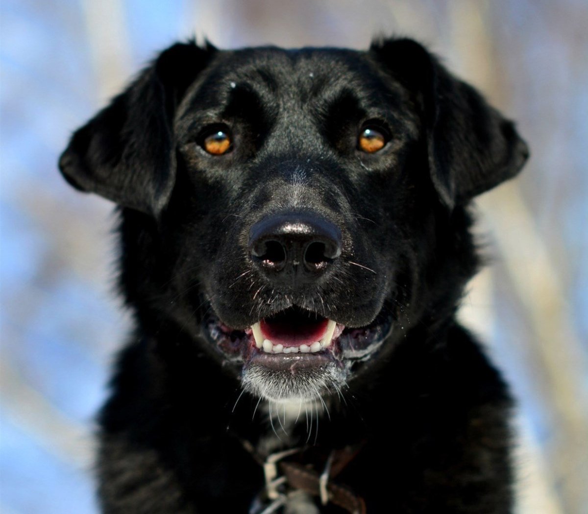 Эштрельская овчарка черная