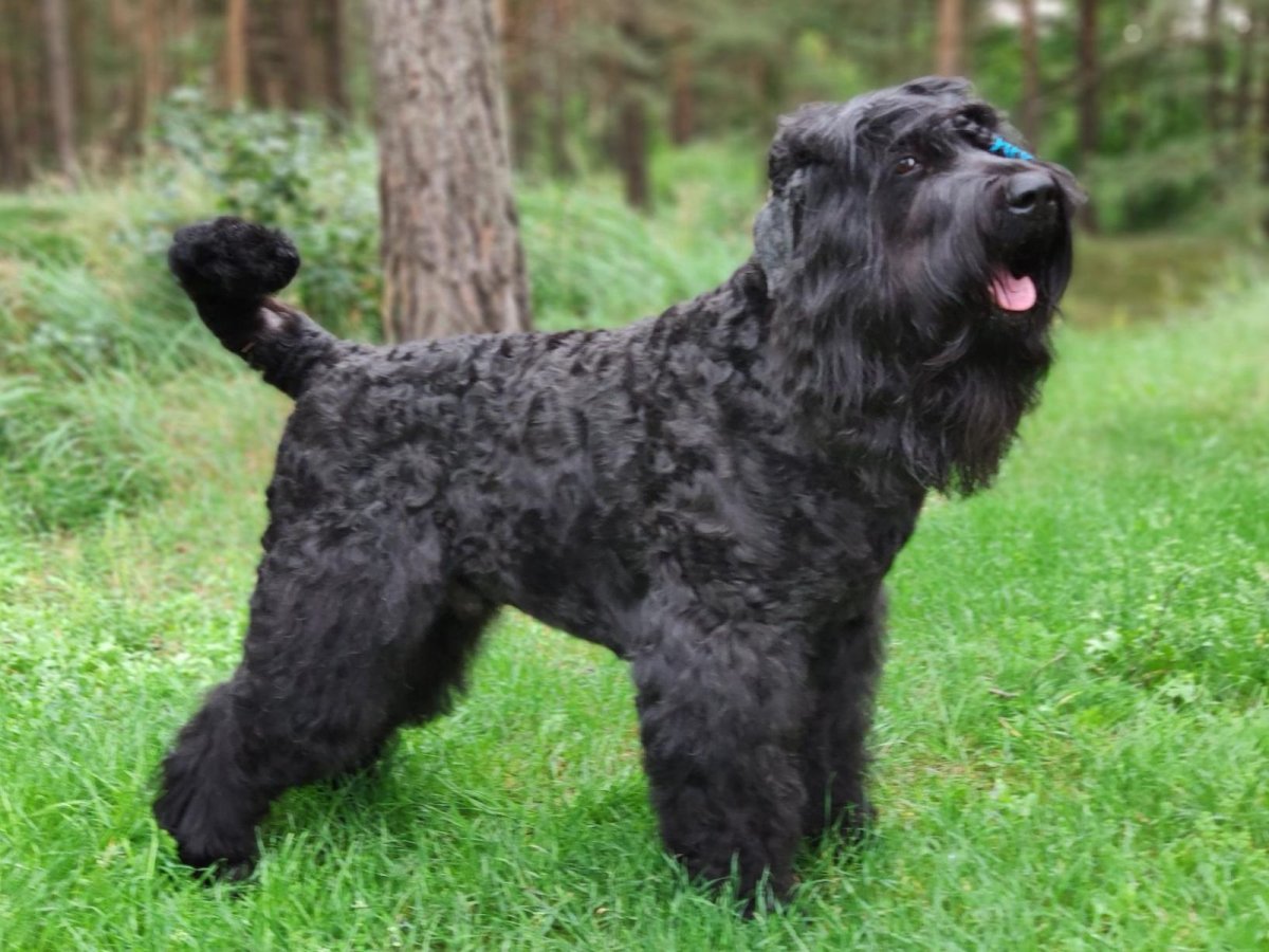 Собака Сталина черный русский терьер