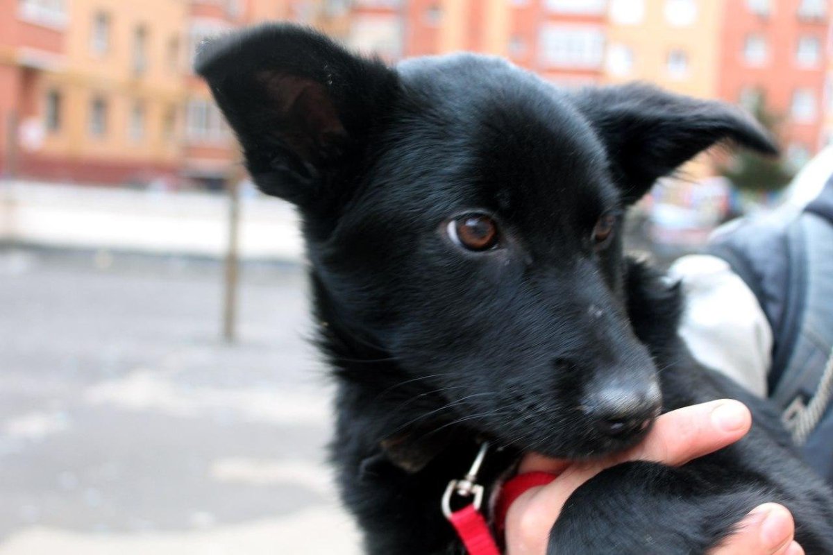 Черная болонка терьер