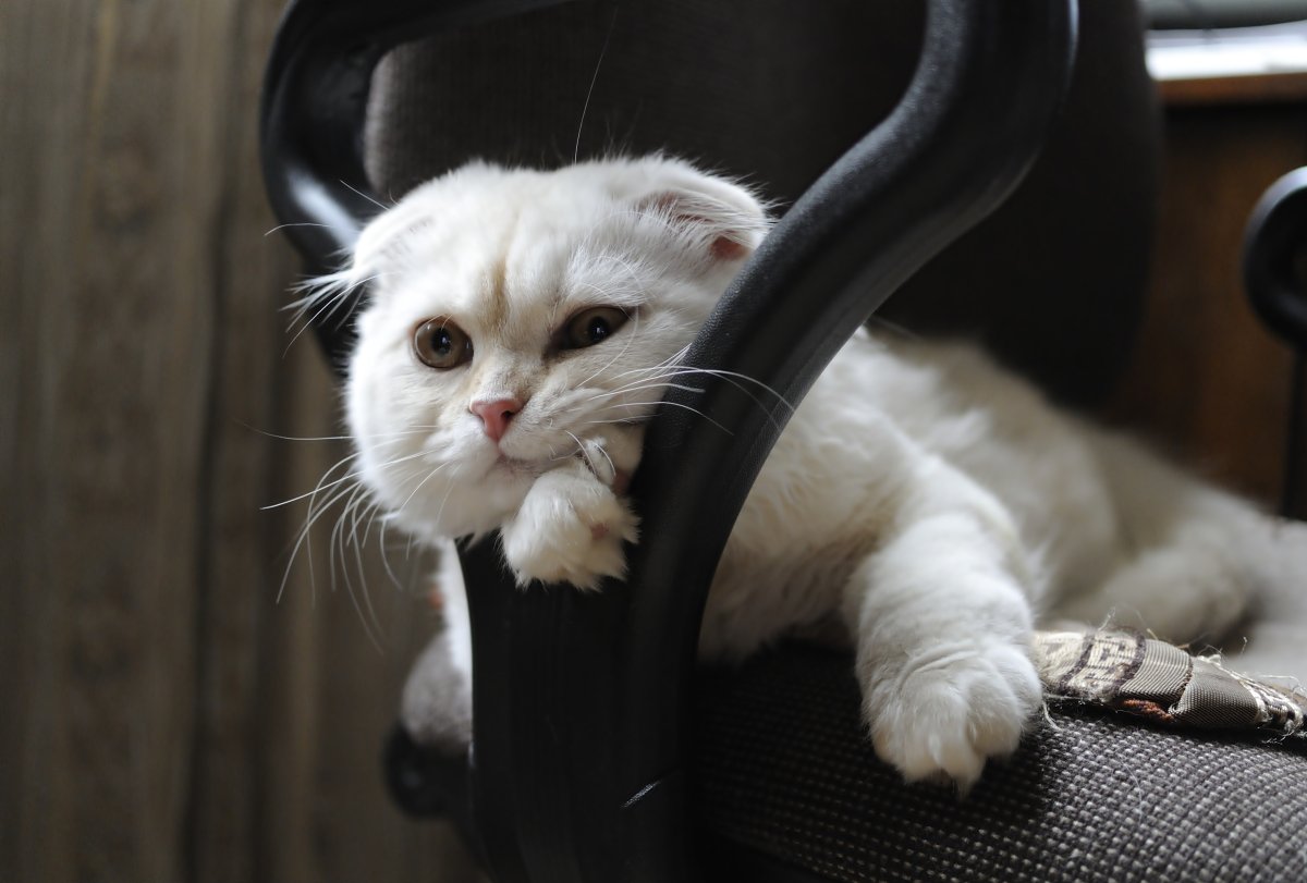 Скоттиш-фолд Шотландская вислоухая