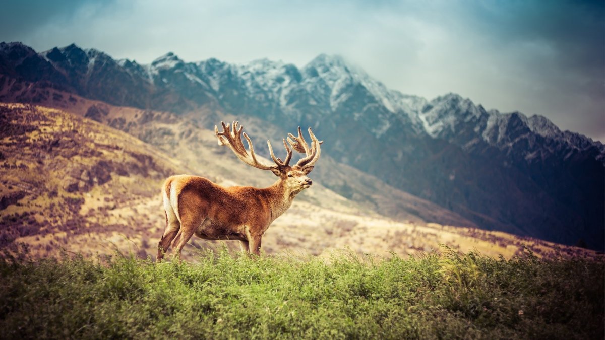 Олень на фоне гор