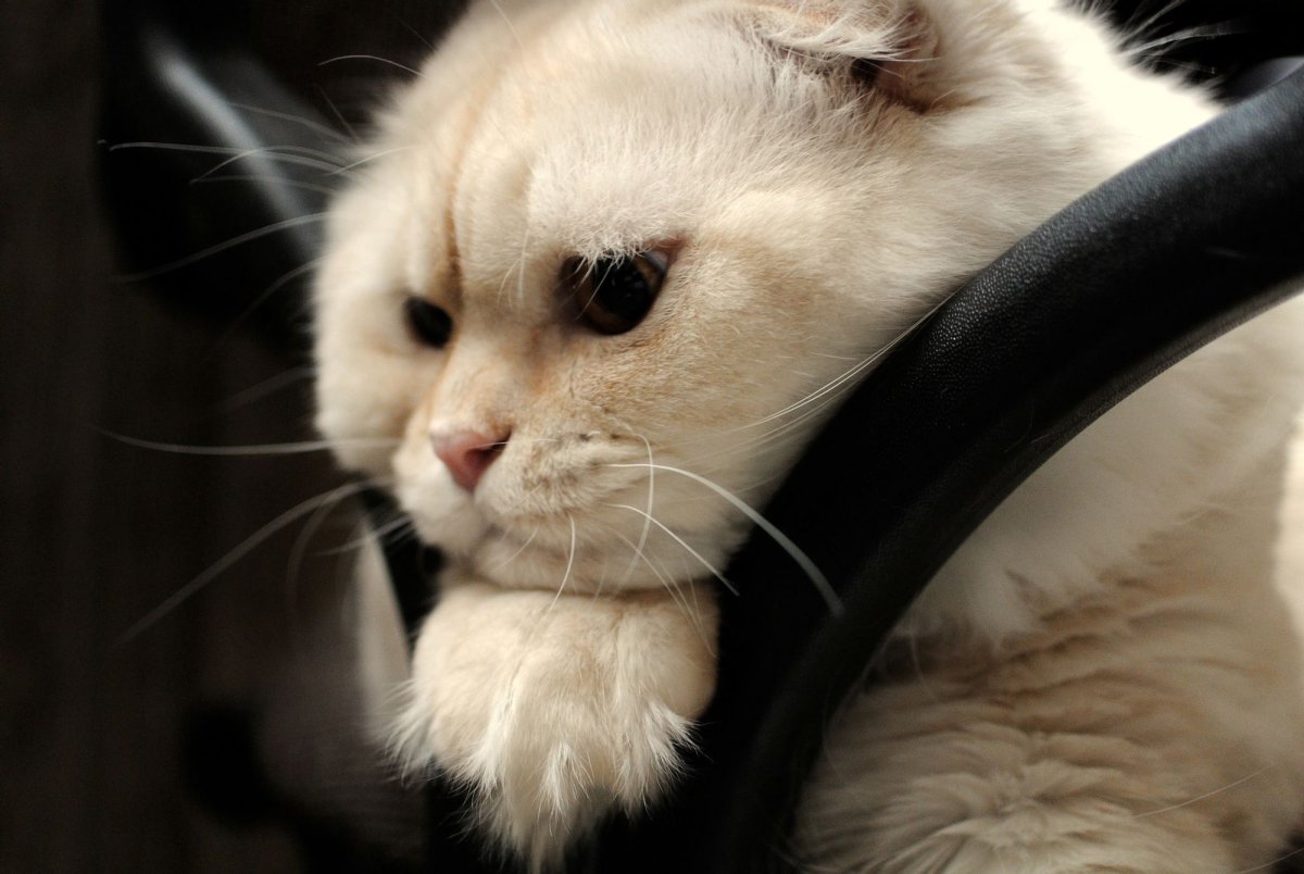 Грустный белый котик