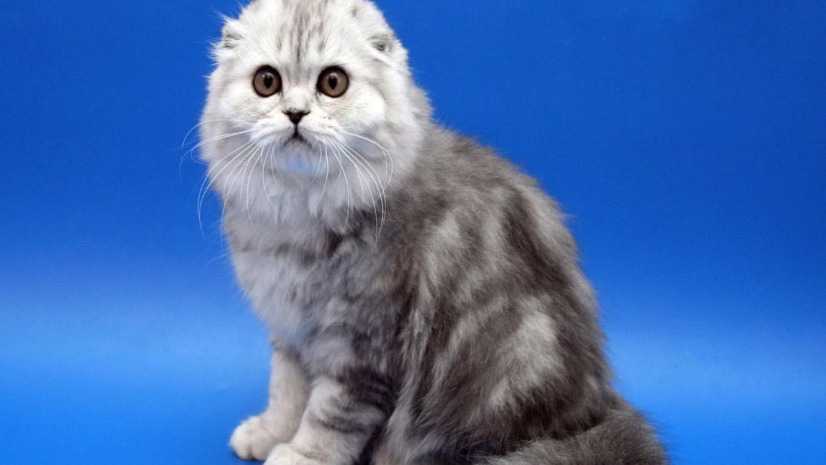 Шотландская вислоухая кошка