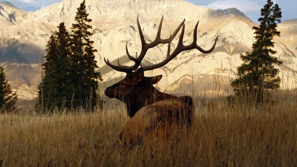 Олень в лесу