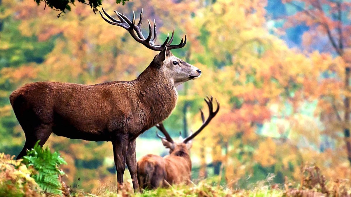 Европейский благородный олень