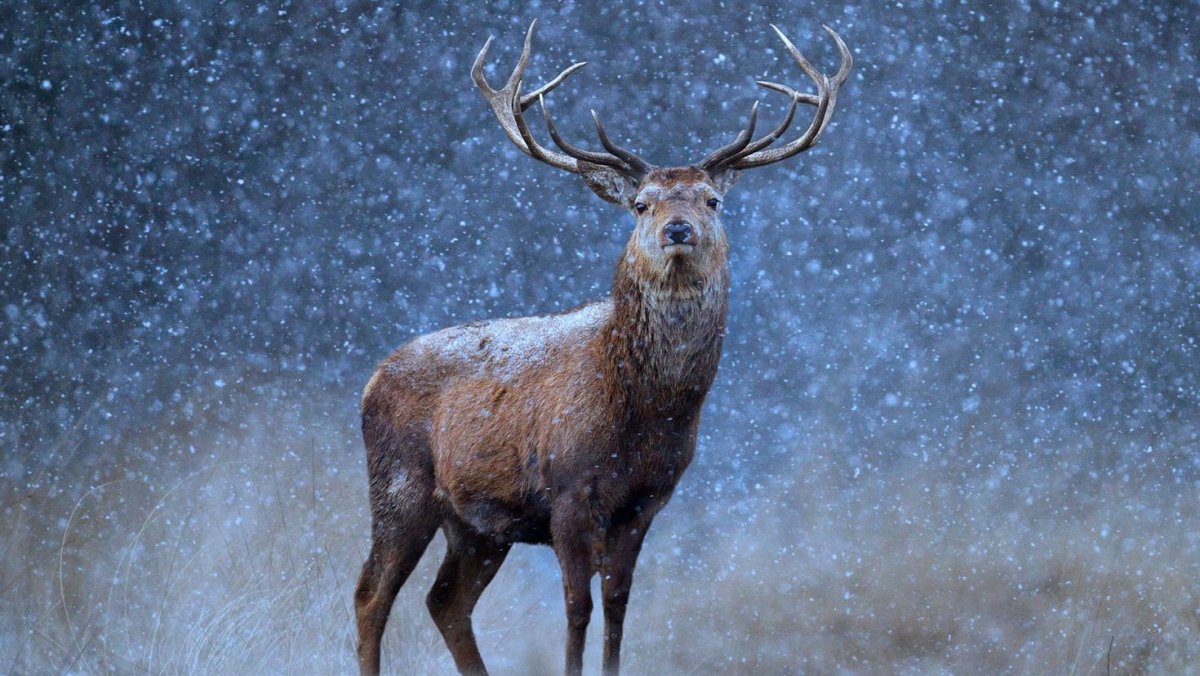 Красивый олень