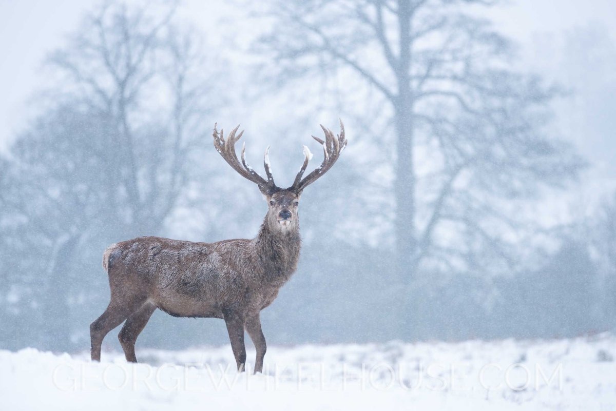 Марал зимой
