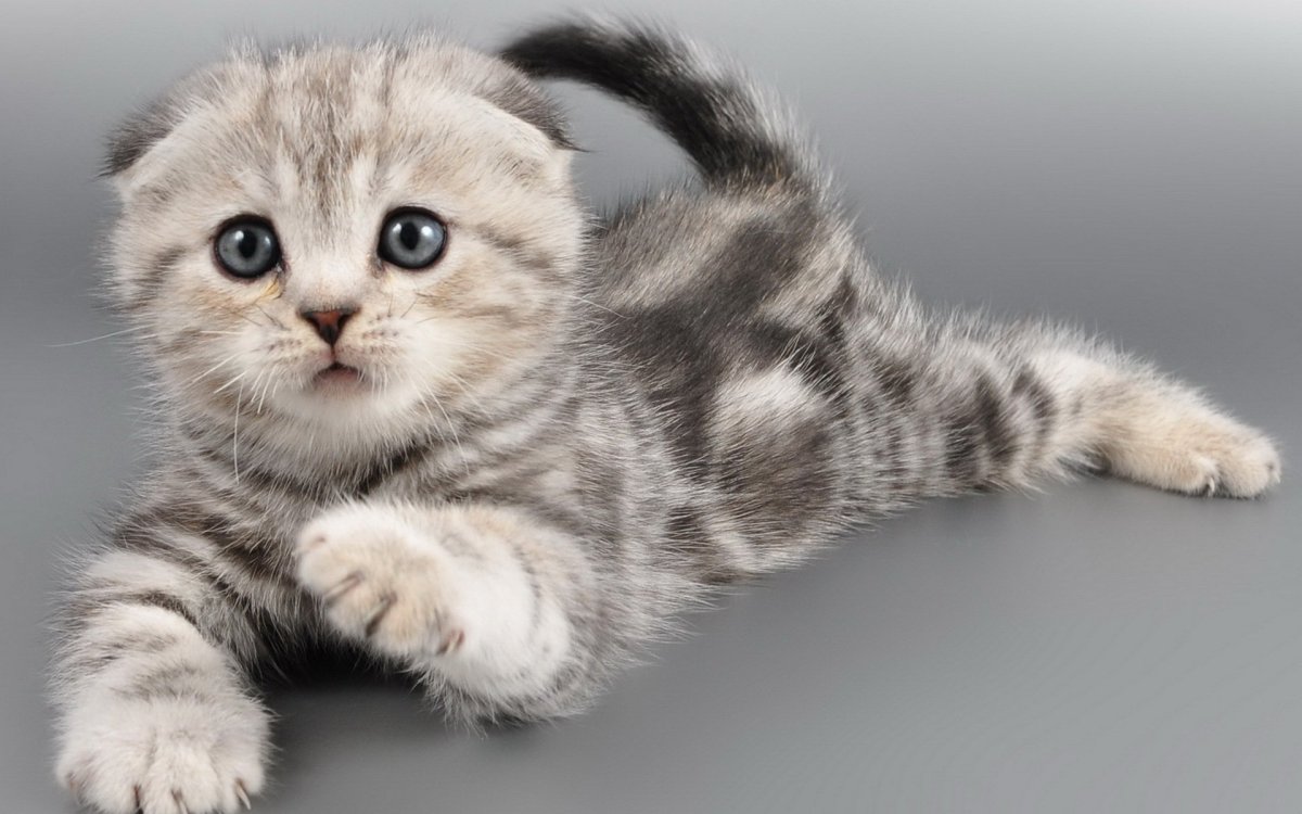 Шотландская вислоухая кошка