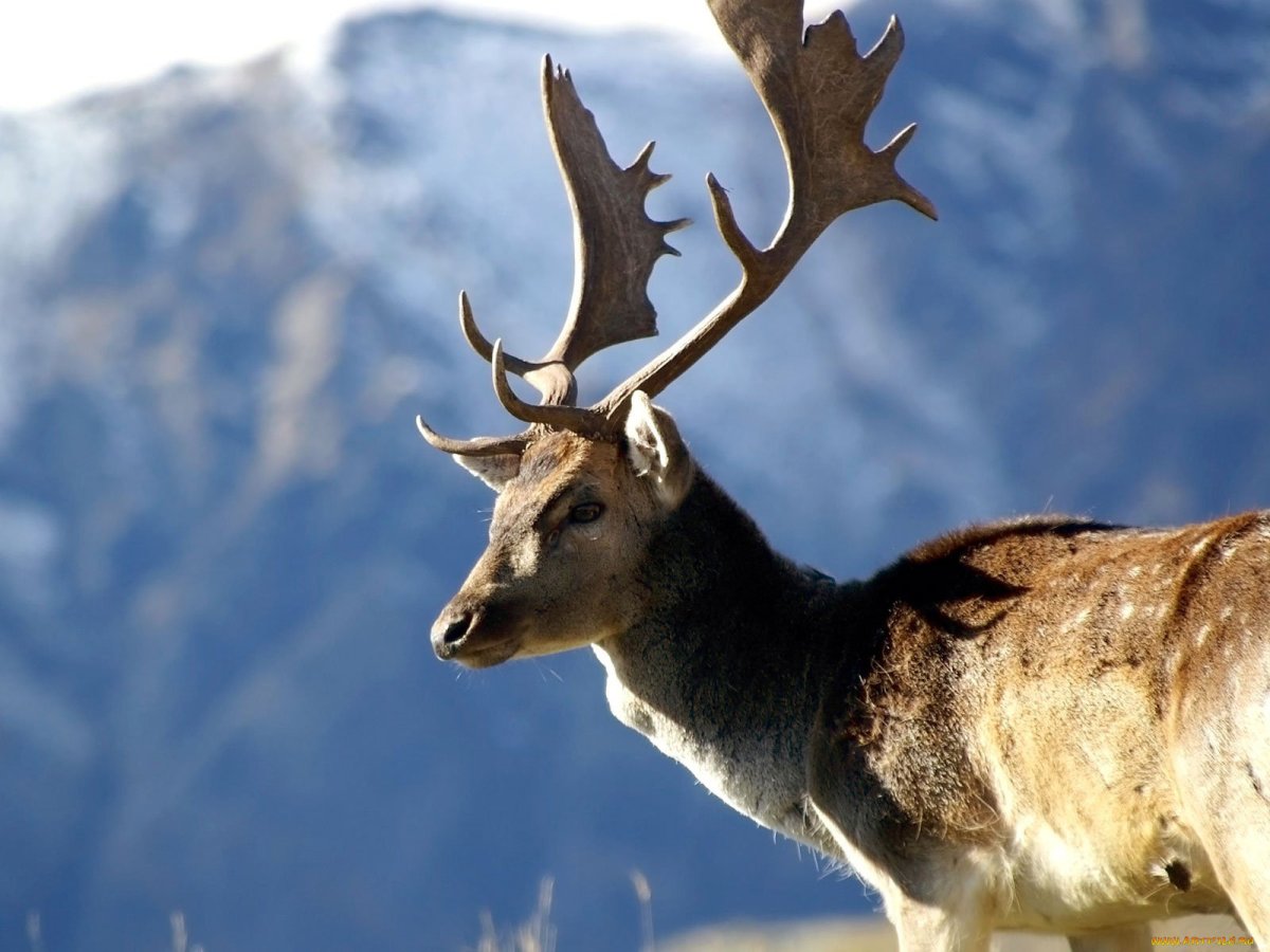 Горный олень
