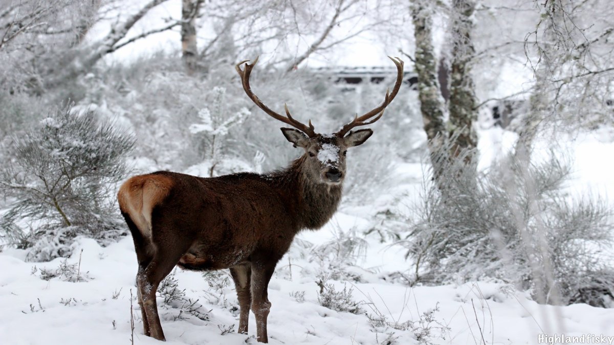Благородный олень Тайга