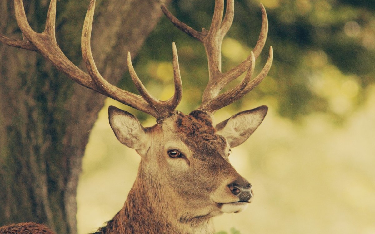 Морда оленя