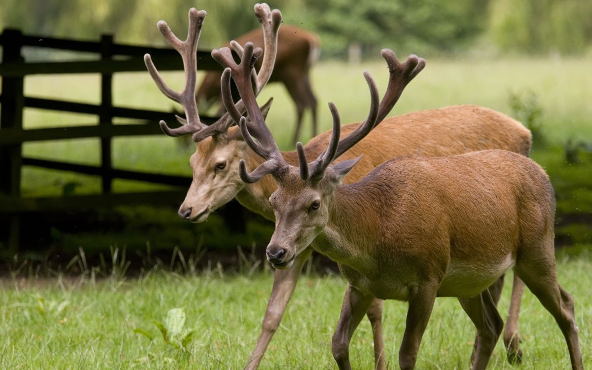 Семейство Оленевые - благородный олень.