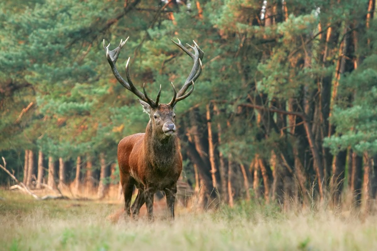 Изюбрь в тайге