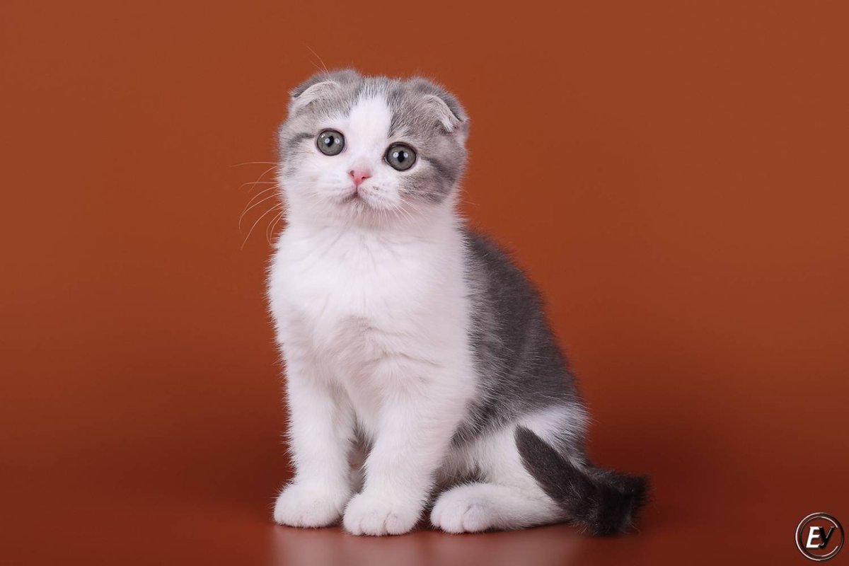 Шотландская вислоухая кошка