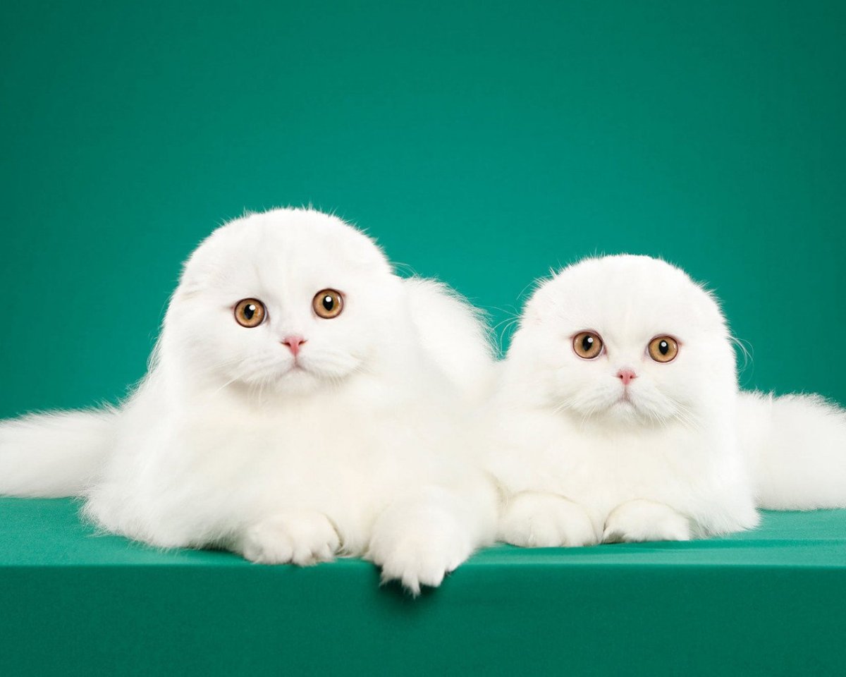 Белый пушистый вислоухий кот