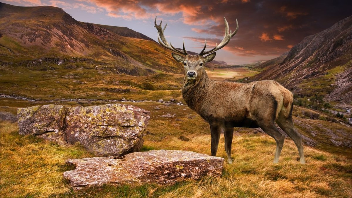 Благородный олень