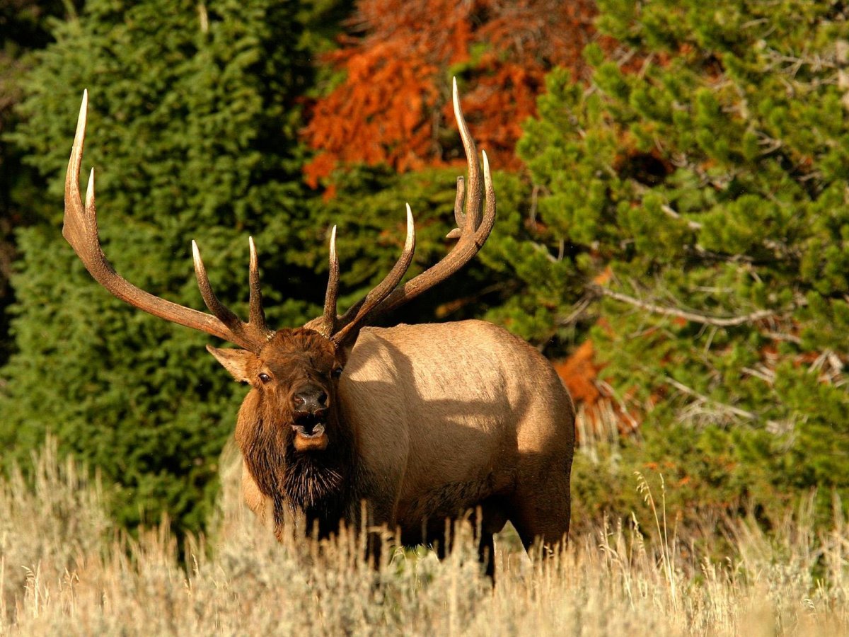 Изюбр и Лось