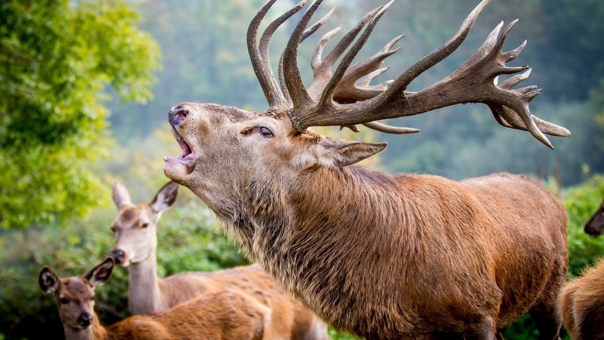 Красивый олень