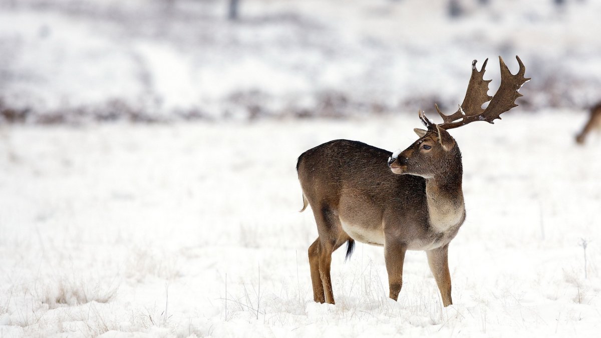 Благородный олень Оренбургской области