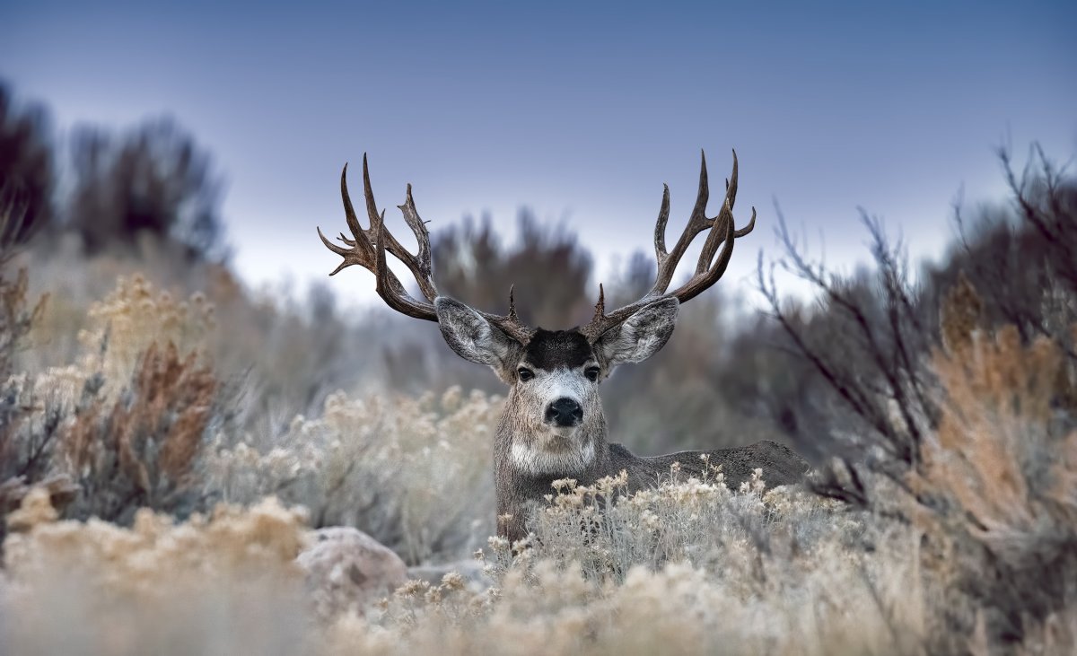 Северный олень